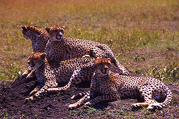 cheetah namibia